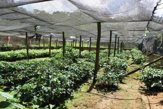 1000 Cups Coffee Shop